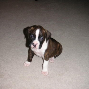 Cayman 6 weeks