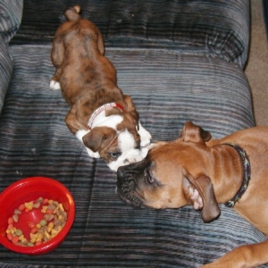 Doggy Stare-Down