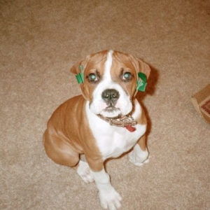 taped ears