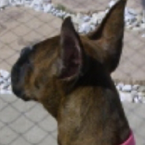 back view