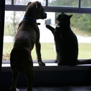 This is my window