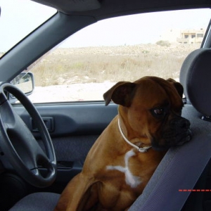 Le Roy preparing to drive