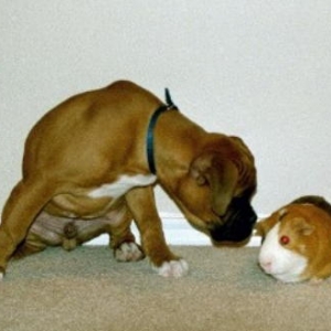 Snatch and the guinea pig