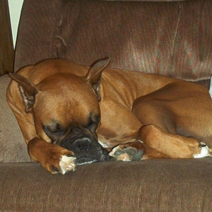 Ringo_DOG_TIRED
