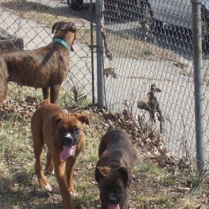 SILLY BOXERS
