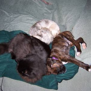 My Furbabies