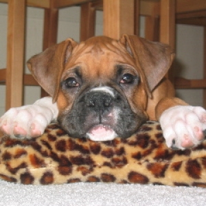 Squishy Pillow