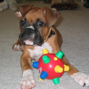 Bumble Ball 1