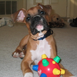 Bumble Ball 2