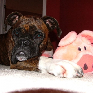 Cassius