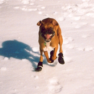 little devil dog!