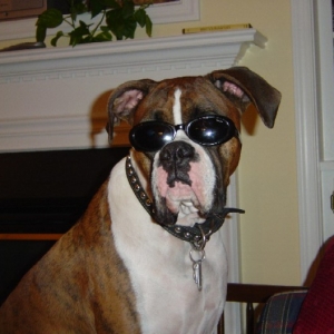 Moses in Sunglasses