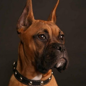Tydus
