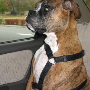 Car ride, car ride, yea yea yea car ride!!!