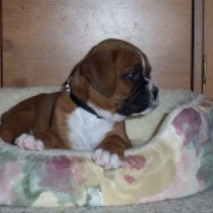 Roxy at Auntie Marvies