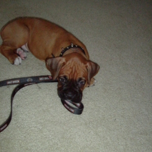 Lenard Wiggins 6 1/2 weeks