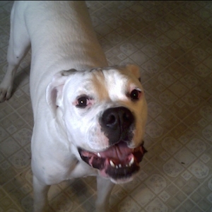 snaggletooth