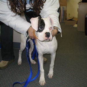 6 Month old Tunney