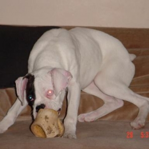 Tunney and Bone