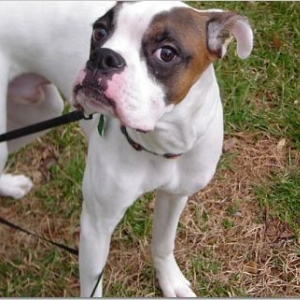 The incident with the leash...