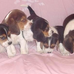 beagle_litter