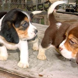 beagle_pup1