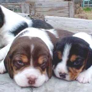 beagle_pup2