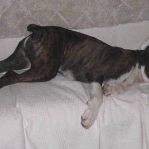 FLat_out_pooped_2