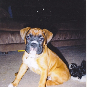 Diesel at 9 weeks