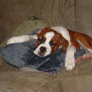 Tired Puppy