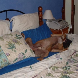 who's owns the bed