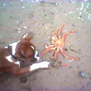 Louie caught a crab