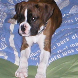 Otis_11weeks