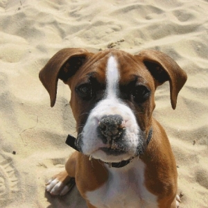 Bodie1