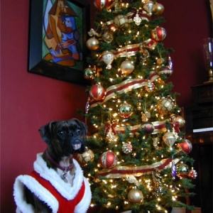 Santas Little Helper