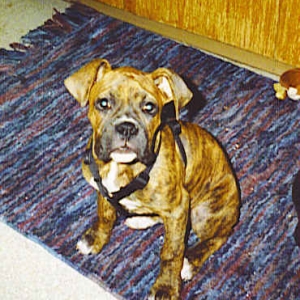 Zues