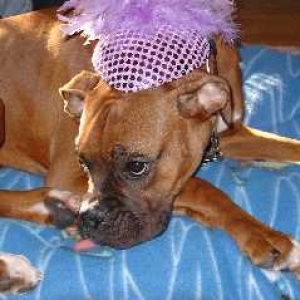 Otis wearing a Feathered Cap