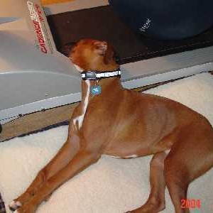 Otis sleeping on the treadmill.
