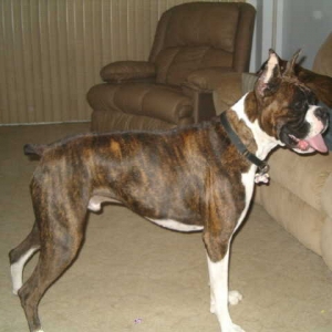 Diesel