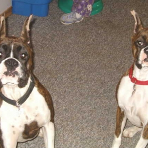 Diesel  and Daisy