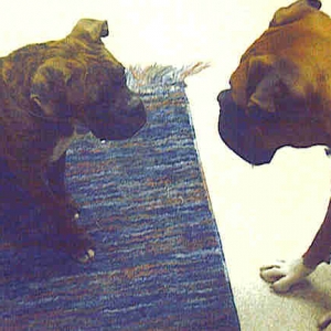 Zues meets Brutus