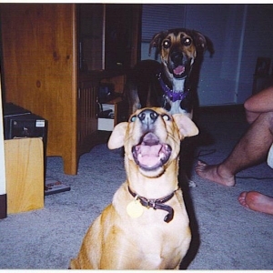 The dog that talks back!