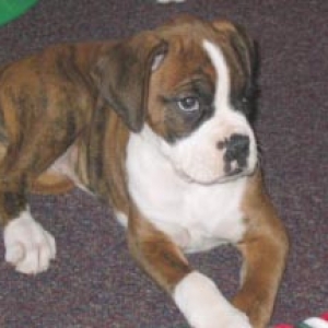 Asia At 8 weeks