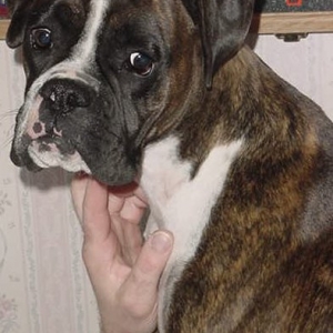 Boxer Babe Gretna
