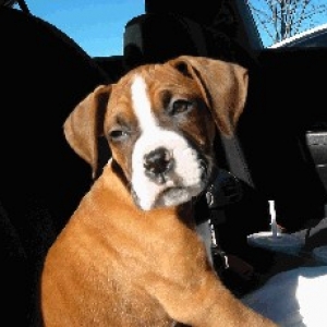 In The Car