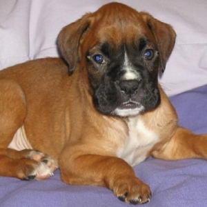 Toby