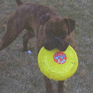 Zues and his favorite toy!