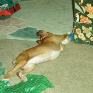 tuff's first christmas present