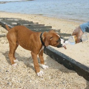 Thirsty Pup