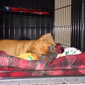 Pete in his crate.